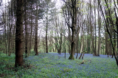 Bluebells