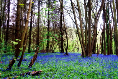 Bluebells I