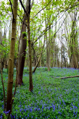 Bluebells II