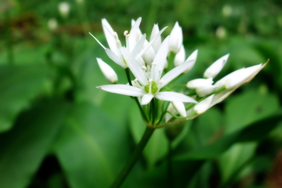 Wild Garlic