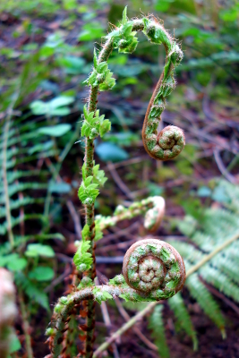 Spiral Fern II